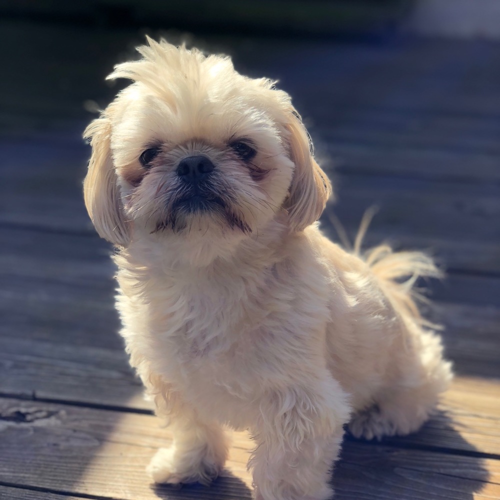 Meet your Posher, Minnie